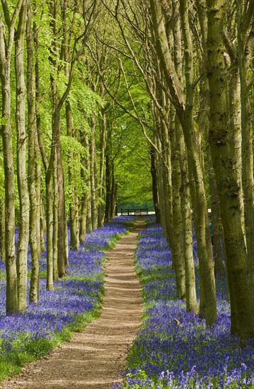 Hyacinthoides non-scripta