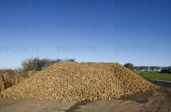 Harvest of sugar beet