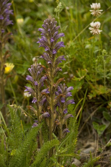 Purple Broomrape