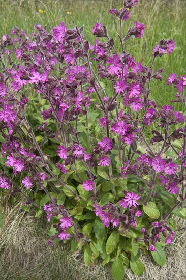 Red campion