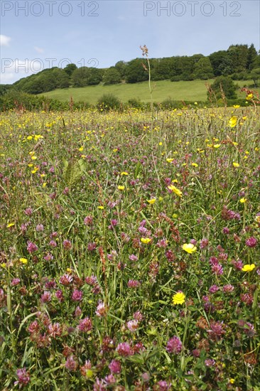 Red Clover