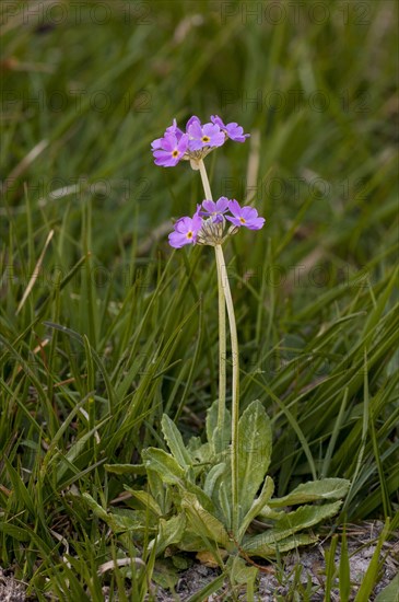 Birdseye Primrose