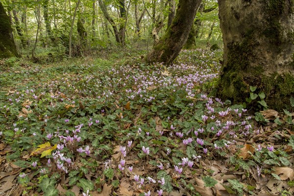 Ivy-leaved Cyclamen