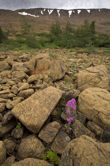 Alpine Catchfly