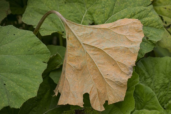 Butterbur