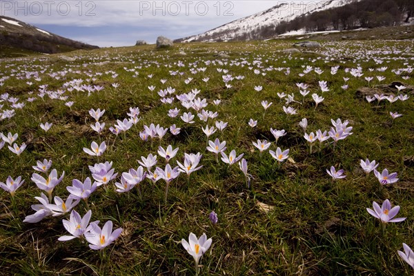 Corsica corsican crocus