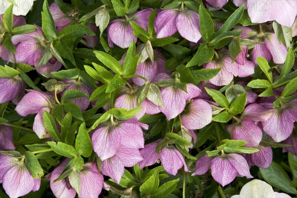 Oriental hellebore