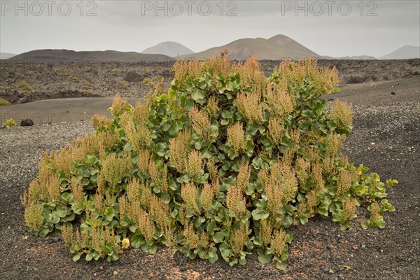 Canary sorrel