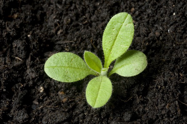 A seedling of forget-me-not