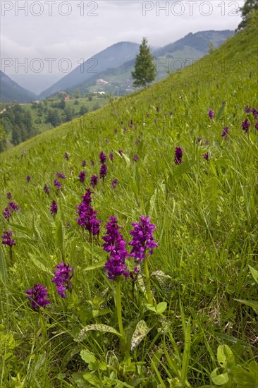 Western Marsh Orchid flowering