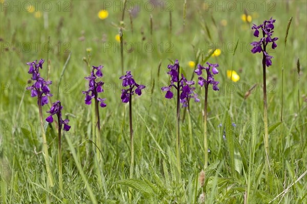 Green-winged flowering orchid