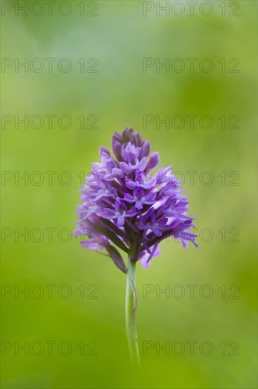 Pyramidal Orchid