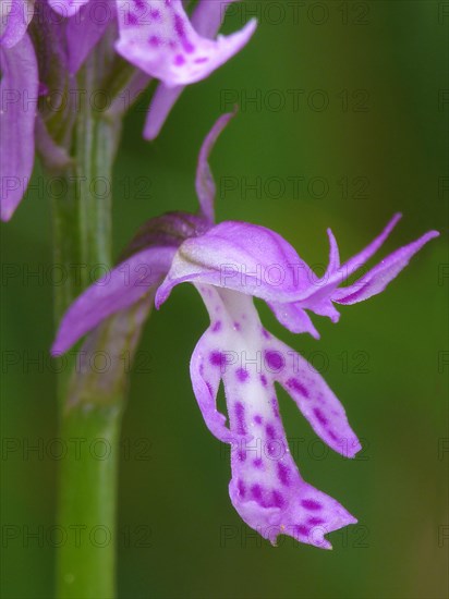 Neotinea tridentata