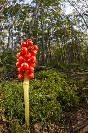 Lords and common arum