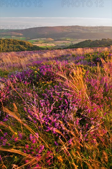 Flowering bell heather