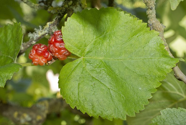 Black Mulberry