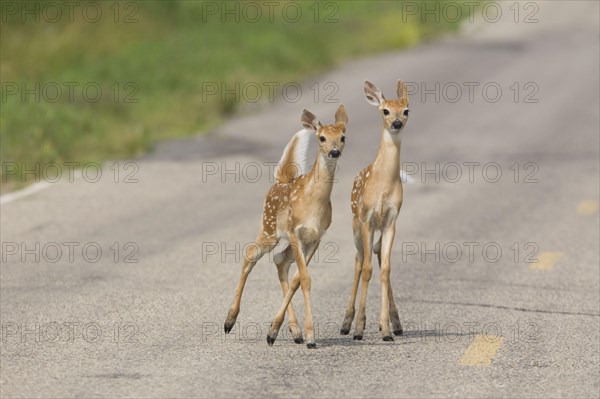 White-tailed Deer