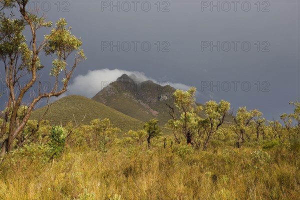 View of an open bush forest with Black Gin