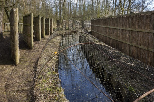 Duck decoy structure for catching wild ducks showing a tube formed by hoops with nets flanked by screens