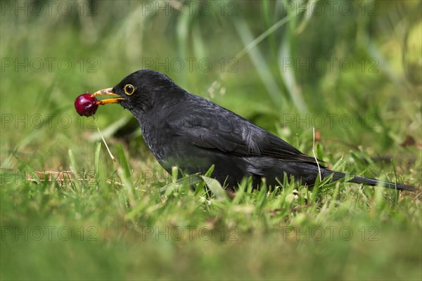 Common blackbird