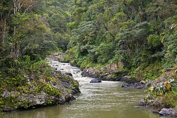 River course through the tropical rainforest of Ranomafana National Park