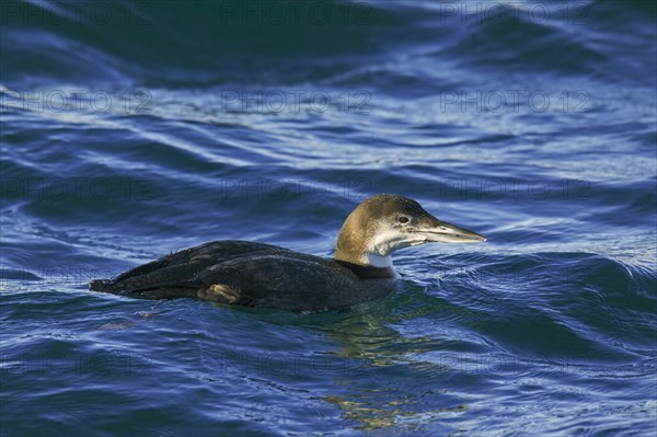 Great northern loon