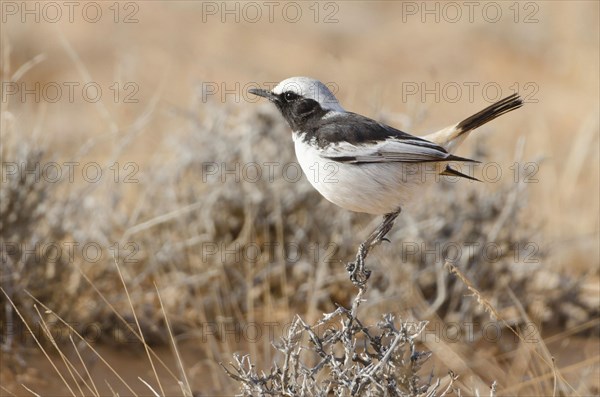 Pale-browed Wheatear