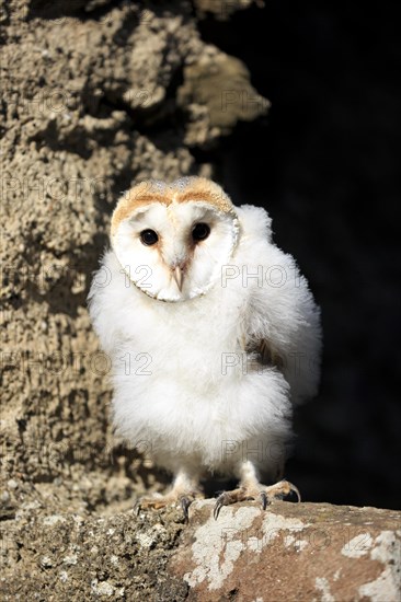 Barn Owl