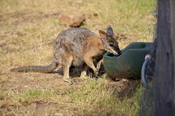 Tammar Wallaby