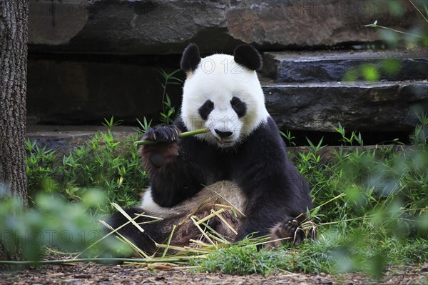 Giant panda