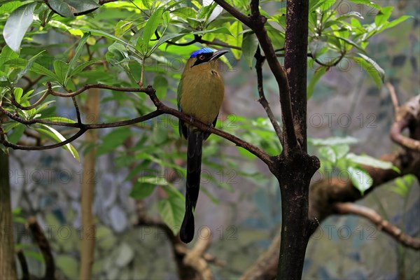 Blue Crowned Motmot