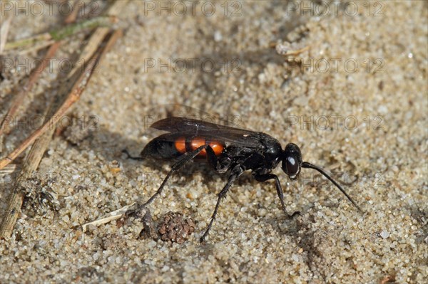 Spring wasp