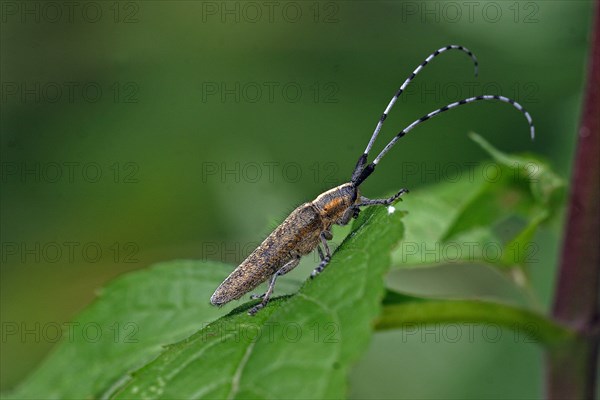 Golden-breasted Longhorn Beetle