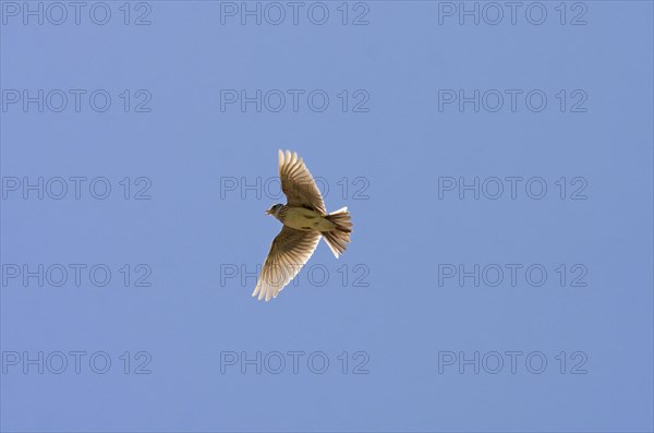 Skylark