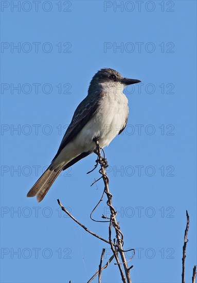 Grey Kingbird