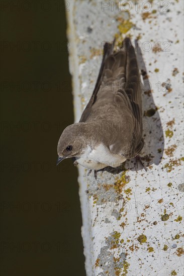 Eurasian crag martin