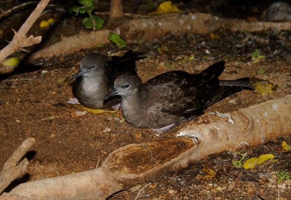 Wedge-tailed Shearwater