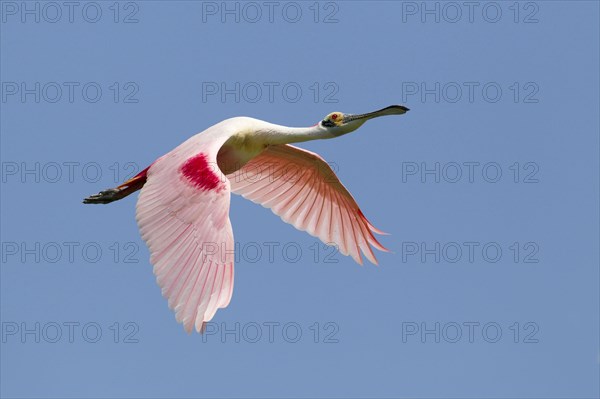 Roseate spoonbill