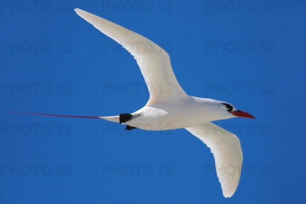 Red-tailed tropicbird