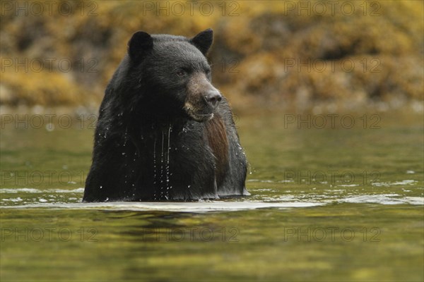 Kermode bear