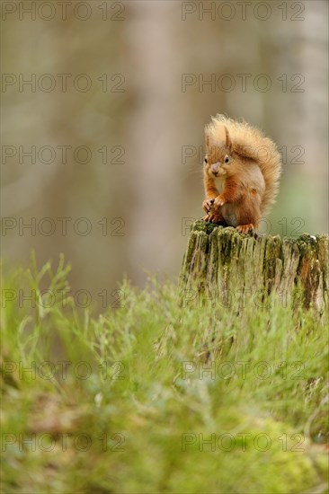 Eurasian red squirrel