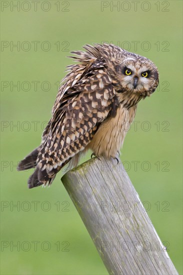 Short-eared owl
