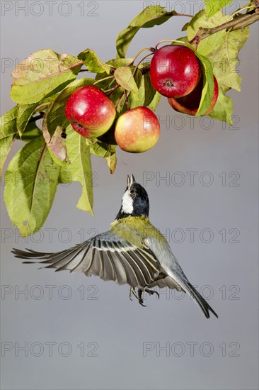 Great Tit