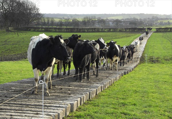 Domestic cattle