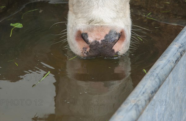 Domestic Cattle