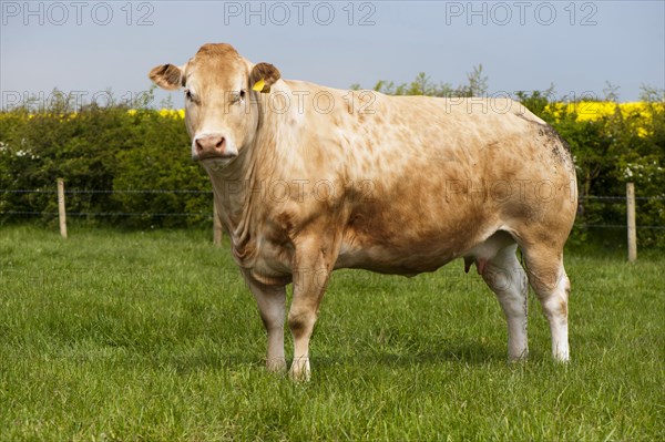 Domestic cattle