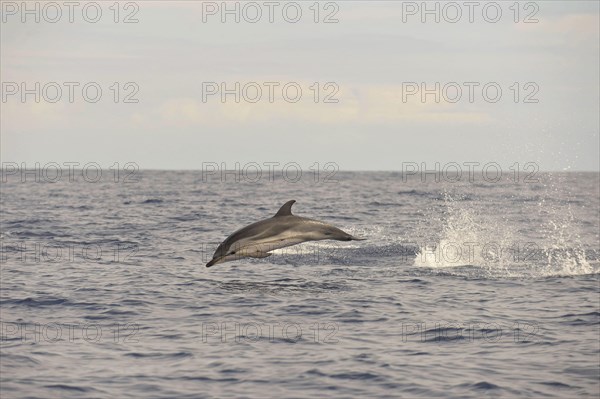 Striped Dolphin