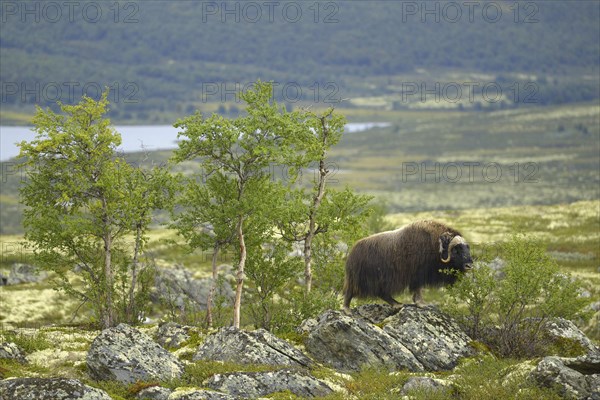 Musk oxes