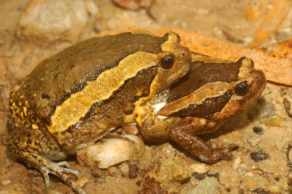 Asian Bullfrog