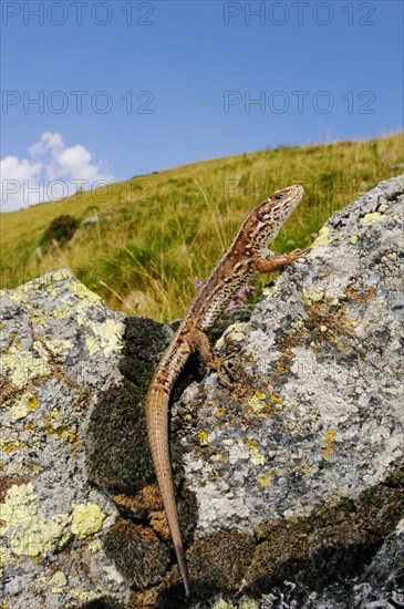 Viviparous lizard